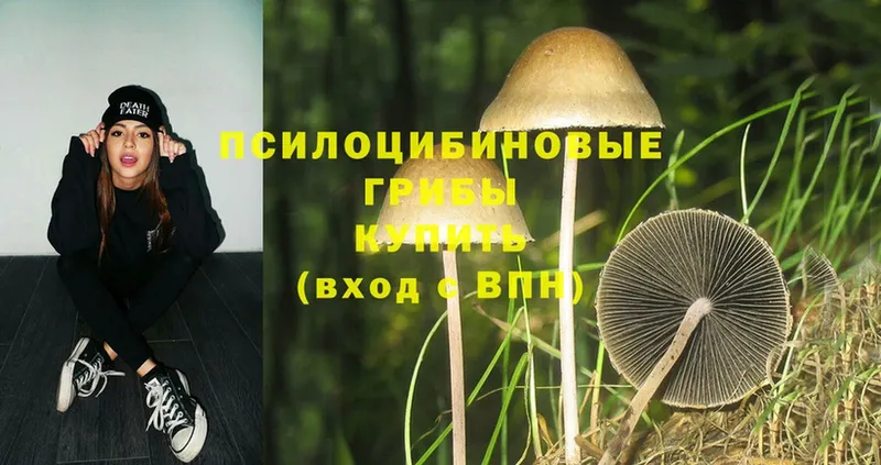 Псилоцибиновые грибы Psilocybe  Бутурлиновка 